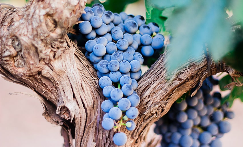 z jakich winogron produkuje się wino brunello di montalcino 