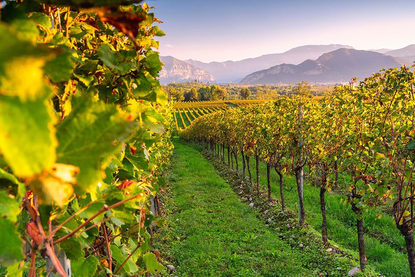franciacorta historyczny obszar produkcji wina musujacego