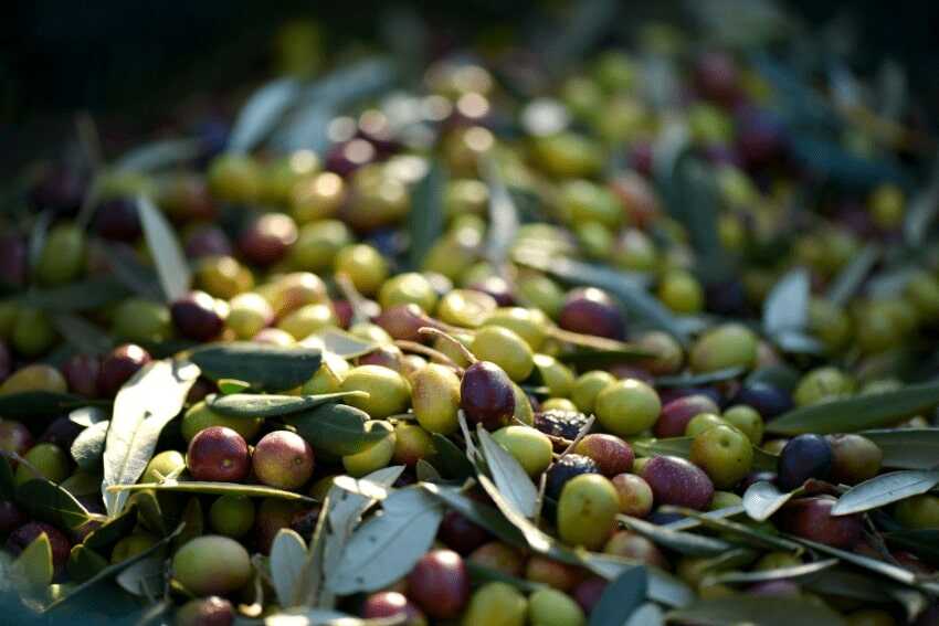 Czym różnią się oliwki zielone od czarnych? Oliwki - recepta na zdrowie