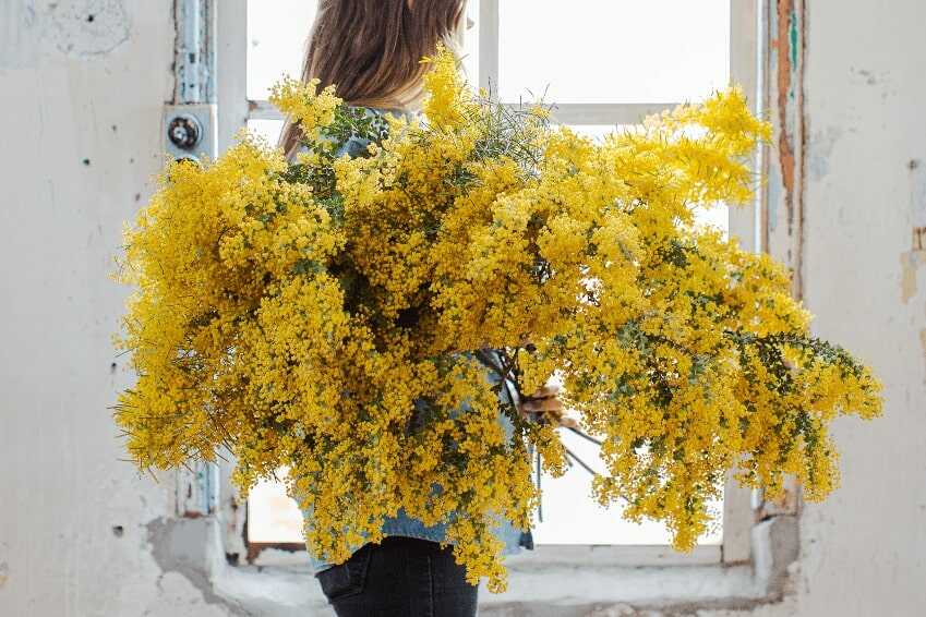 Żółta mimoza - symbol Dnia Kobiet w Italii